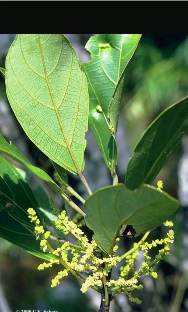250gr de Miel de Mokarana en BOCAL MAGIQUE/ miel du Sud-est de Madagascar – Image 8