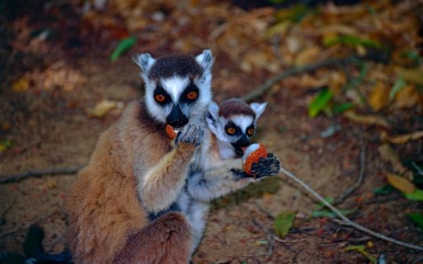 900gr de Miel de Litchi en BOCAL MAGIQUE/ Miel de Sud-est de Madagascar – Image 6